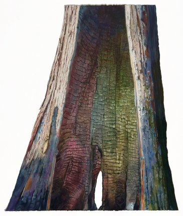 Goodell Creek Cedar (North Cascades), watercolor on torn paper, 52"H x 43"W